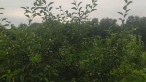 Вишня «Норд Стар». Краткий обзор. Урожай 2021г.