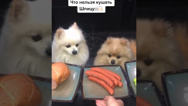 Что нельзя кушать шпицу: смотреть онлайн