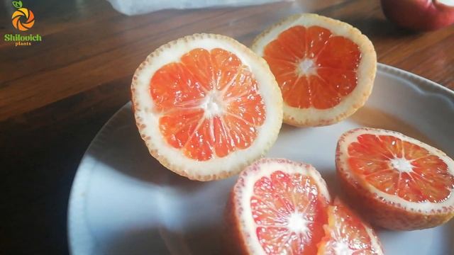 Дозаривание не зрелых плодов цитрусов. смотреть онлайн