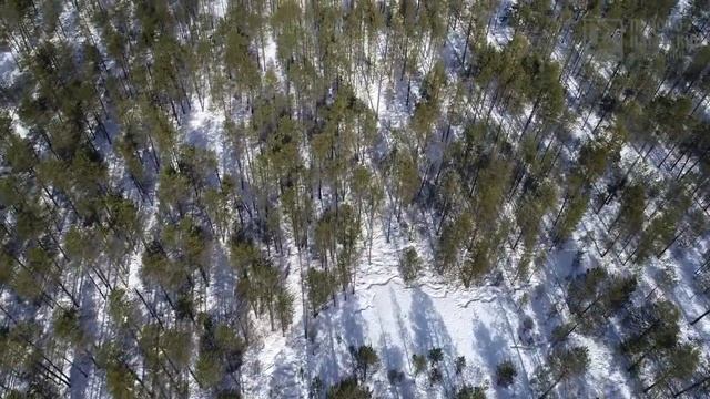 Северные олени в Печоро-Илычском заповеднике (съёмка с квадрокоптера) смотреть онлайн