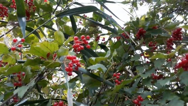 Заготовка калины. Harvesting viburnum смотреть онлайн