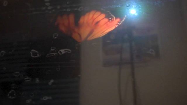Projector AR Glass Test Demo 1 [Project Smart Glass] смотреть онлайн