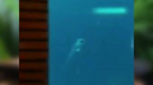 Бриллиантовая (алмазная) тетра - содержание и размножение