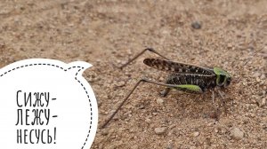 Зачем кузнечику сабля в жопоньке?