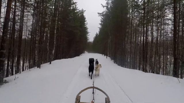 170 километров на собачьих упряжках смотреть онлайн