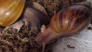 Брачные игры улиток ахатина ахатина тигр