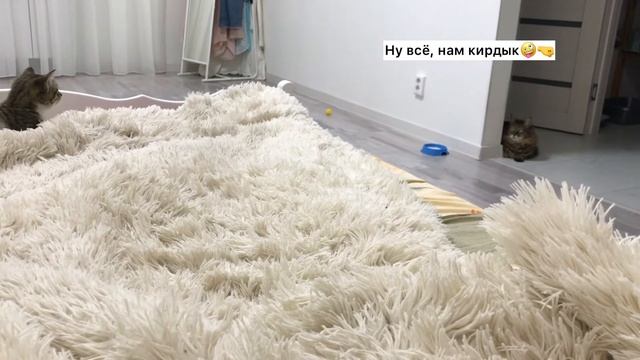 Знакомство кота и котенка | Встреча взглядов | Как подружить кота и котенка Смешные коты смотреть онлайн