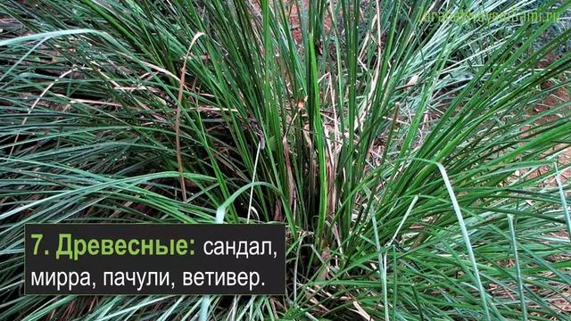 12 категорий лекарственных растений для выращивания как бизнес смотреть онлайн