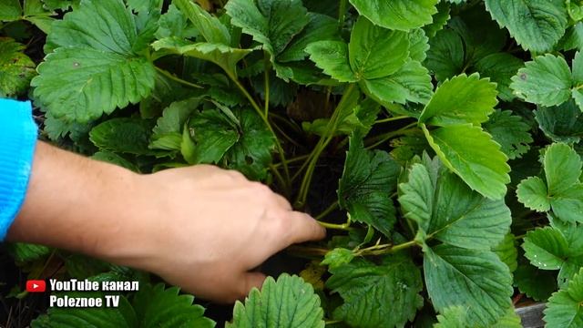 НЕ ОБРЕЗАЙТЕ ЛИСТЬЯ У КЛУБНИКИ ПОСЛЕ ПЛОДОНОШЕНИЯ НЕ ЛИШАЙТЕ СЕБЯ БУДУЩЕГО УРОЖАЯ смотреть онлайн