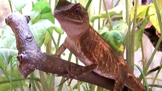 Acanthosaura lepidogaster смотреть онлайн