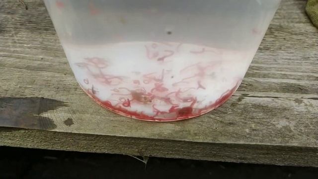 Кормление скалярии. Чем кормлю своих скалярий. смотреть онлайн