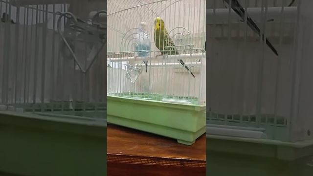 Танцуй пока молодой. смотреть онлайн