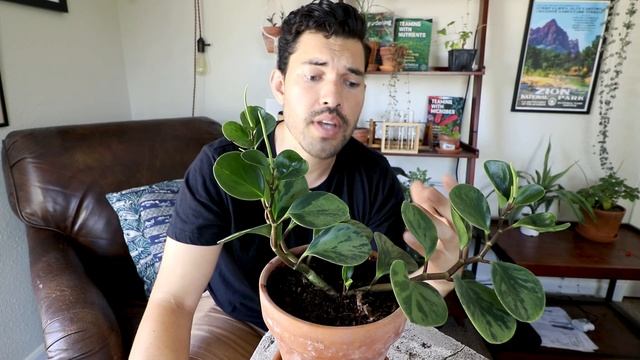 8 Peperomia Obtusifolia Care Tips And Tricks