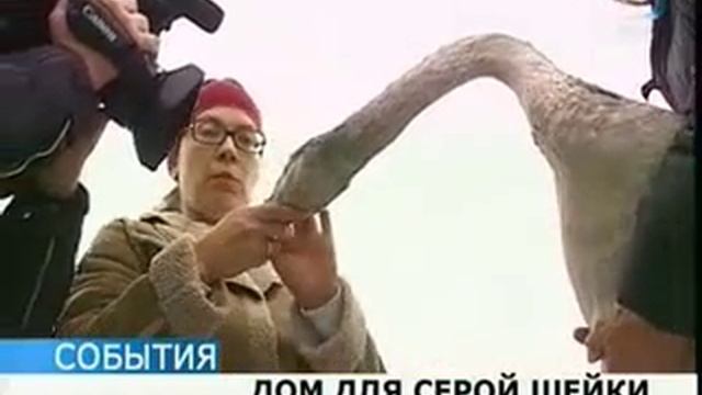 Спасённый лебедь Эленберг получил приют на зиму смотреть онлайн