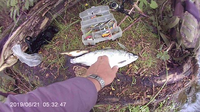 Сахалин.Горбуша(первая)5.06.2019