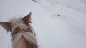 Объезжаю коня, прогулка по зимнему лесу Как обучить лошадь