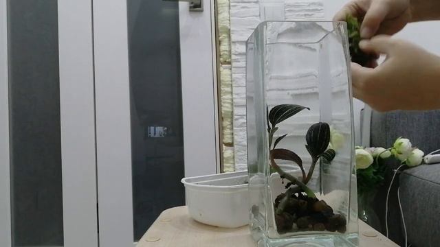 Посадка драгоценной орхидеи смотреть онлайн