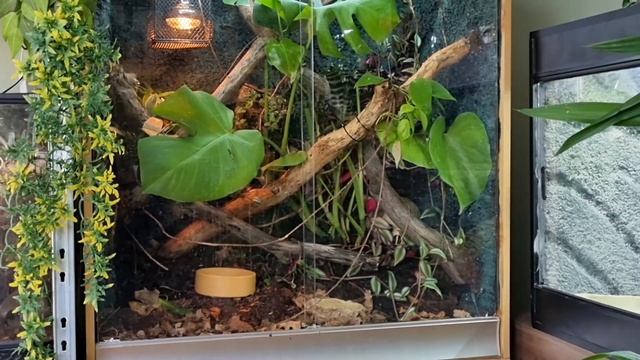 How To Easily Find A Lost ESCAPED Pet Snake! смотреть онлайн