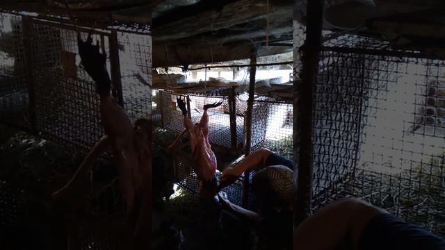 режим нутрию первый раз в жизни смотреть онлайн