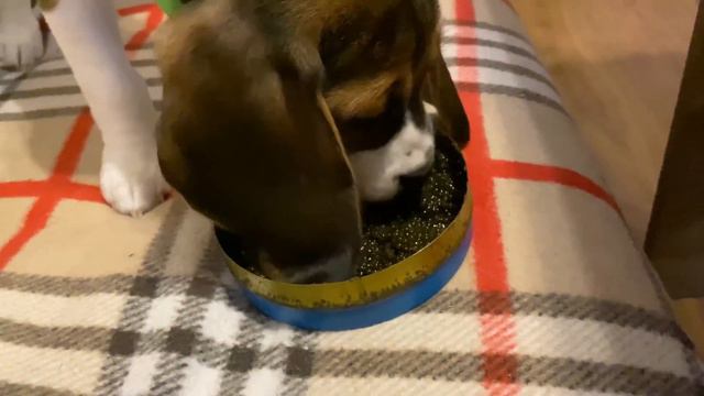 А Ваша Собака Ест Чёрную Икру ? /Does Your Dog Eat Black Caviar? смотреть онлайн