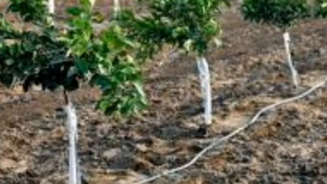 Саженцы. Несколько причин , почему погибают саженцы. смотреть онлайн