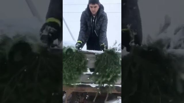 Ароматный лапник пихты смотреть онлайн