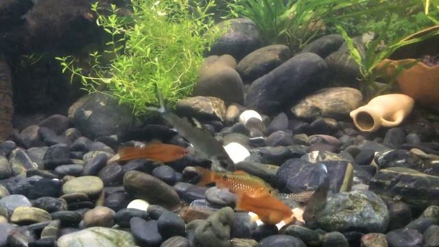 Аквариум 200 литров. Вкусняшку любят все. Overview aquarium 200 litres смотреть онлайн