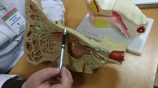 Наружное и внутреннее строение уха смотреть онлайн