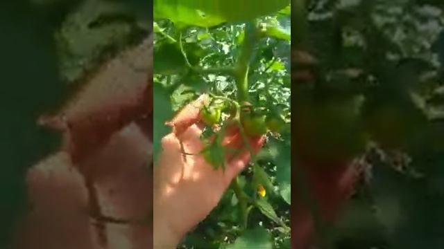 Помидоры под плёночным укрытием,как ростут.