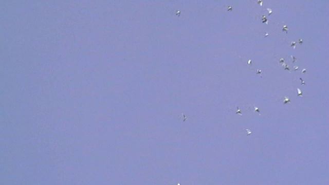 Будапештские та Свердловские голуби часть 2 смотреть онлайн