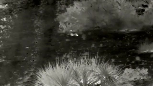 First Thermal Hog Hunt Pulsar Thermion 2 LRF XP50 Pro смотреть онлайн