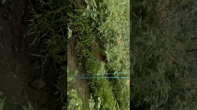 ТОМАТ БЕЛФОРТ - ПОСЛЕ АНОМАЛЬНОЙ ЖАРЫ/ИНДЕТЕРМЕНАНТНЫЙ ТОМАТ В 2 СТЕБЛЯ смотреть онлайн