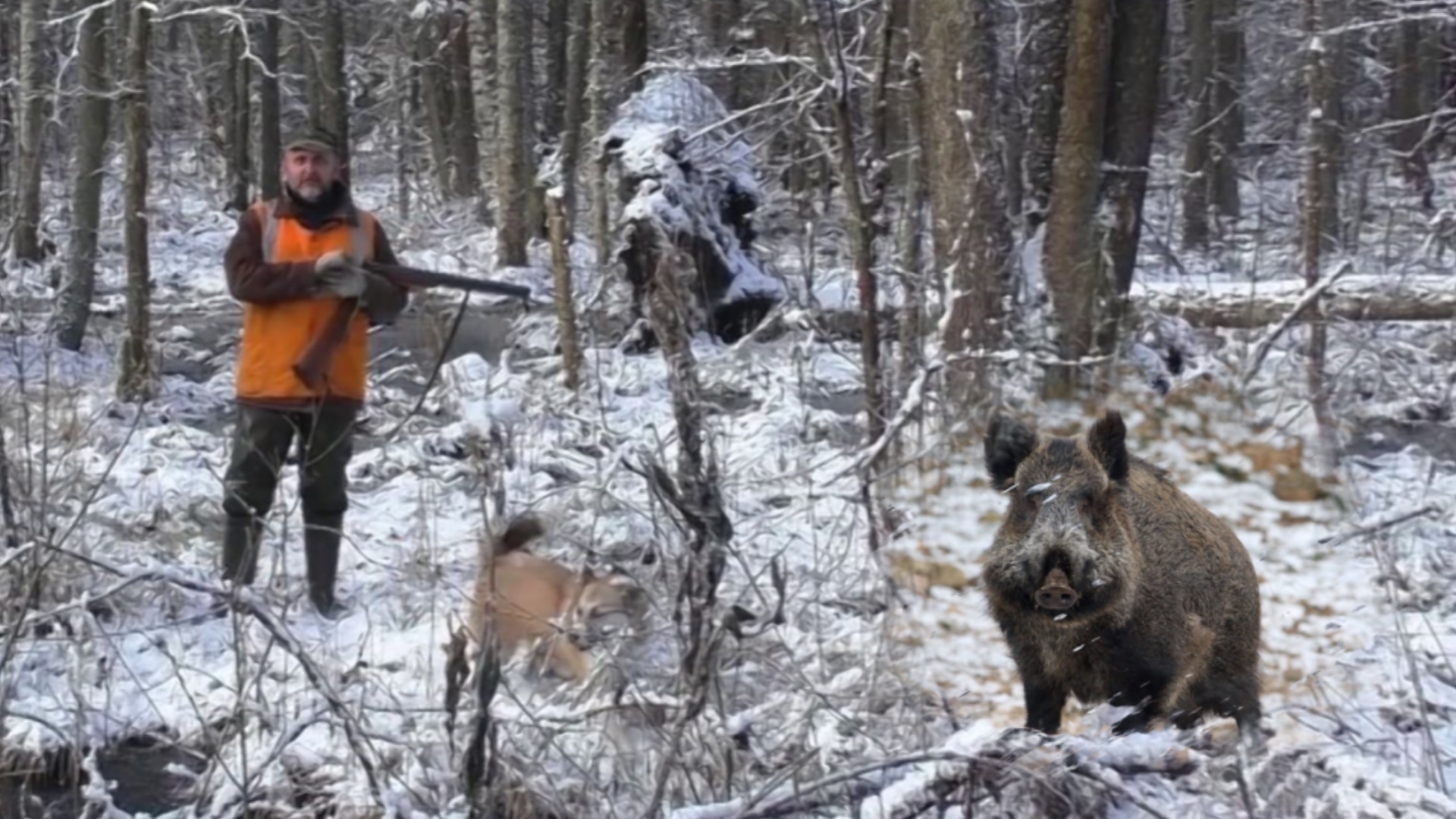 Загонная ОХОТА. КАБАН. 4 декабря 2016г. смотреть онлайн