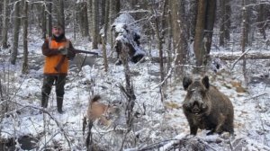 Загонная ОХОТА. КАБАН. 4 декабря 2016г.