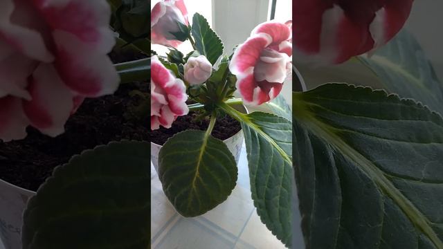 Глоксиния. смотреть онлайн