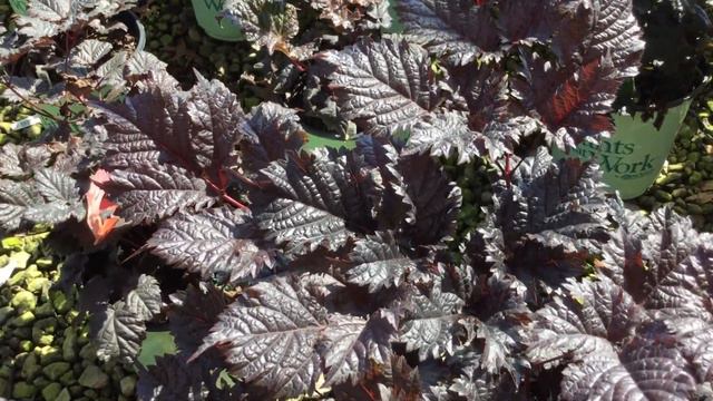 8 -28-18 Perennial video update смотреть онлайн