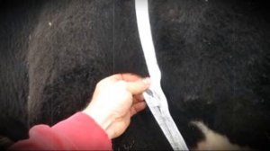 Как узнать вес быка без весов или простые способы определения