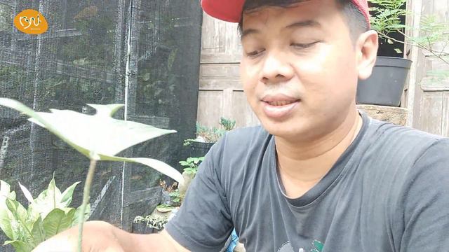 Cacah Philodendron florida ghost - Video 2 смотреть онлайн