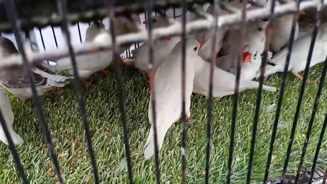Lalukhet Sunday Bird Market| 2-Apr-23| Birds market Karachi| latest updates| смотреть онлайн