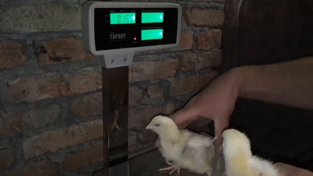 Приготовили десятидневных бройлеров смотреть онлайн