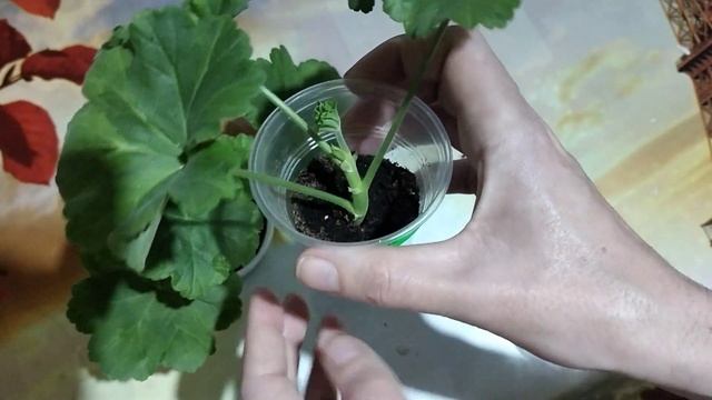 Пеларгония Андреас розебудная. укоренился за короткий срок. смотреть онлайн