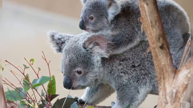 Кто такие коалы?