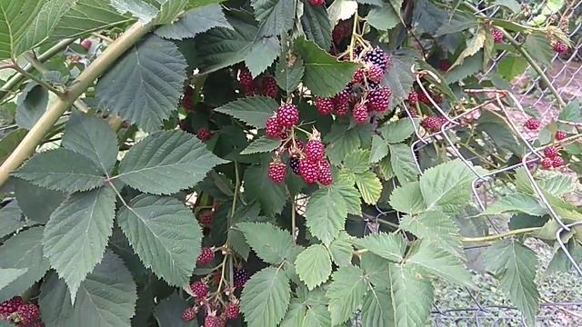 5 августа 2021 г. Собираем Ежевику. смотреть онлайн