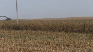 уборка кукурузы на силос 2018