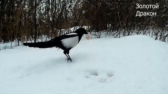 Любая крупа и 5 рублей принесут достаток в дом... смотреть онлайн