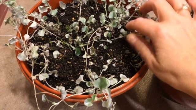 Дихондра 21.12.18 Дихондра размножение смотреть онлайн