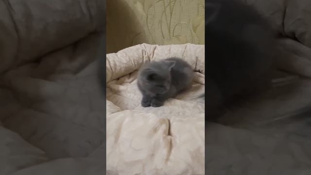 Голубая британская кошка №2 с питомника Мирасинель помет от 22.01.2020 смотреть онлайн