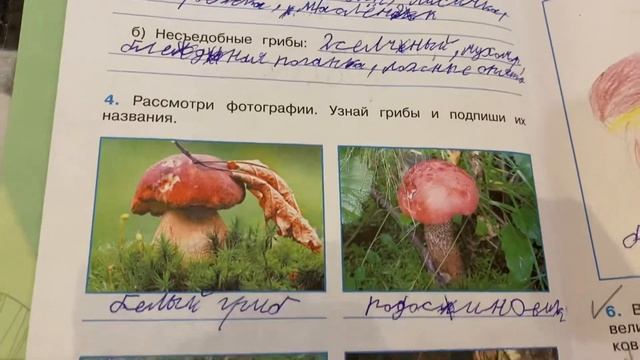 Окружающий мир/3 кл/Часть 1/Рабочая тетрадь/Плешаков/ В Царстве грибов/28.11.21 смотреть онлайн