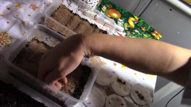 Сею семена клематисов. смотреть онлайн