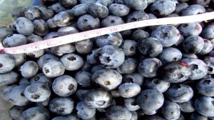 Сорта голубики Сорт Спартан   старый друг лучше новых двух